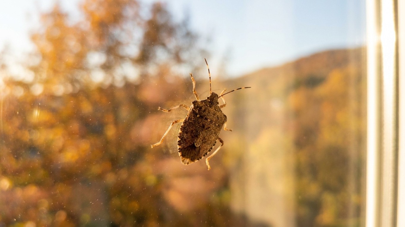 I squashed the first shield bug on my south-facing windowsill just to be rid of it: three days later, I understood what th...